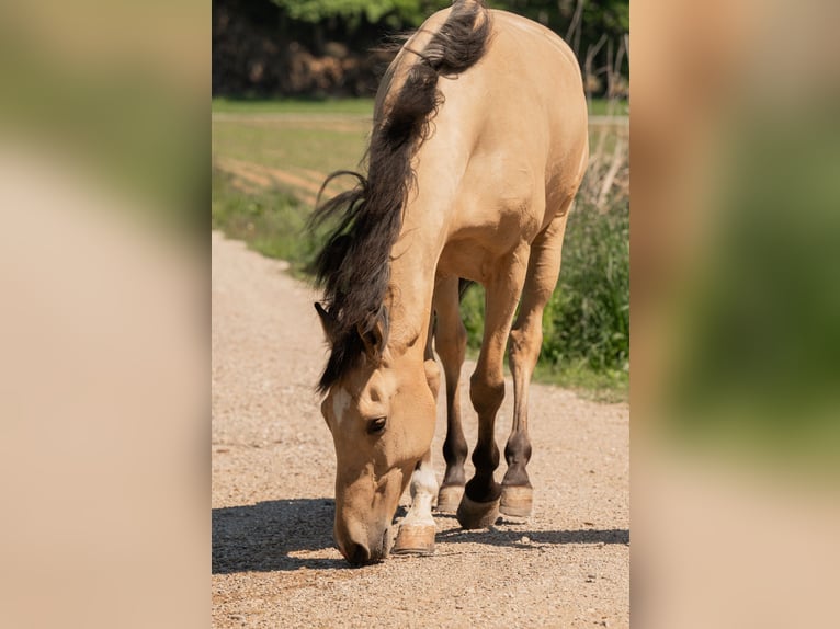 Andaluces Caballo castrado 6 años 165 cm Buckskin/Bayo in Grabenstätt