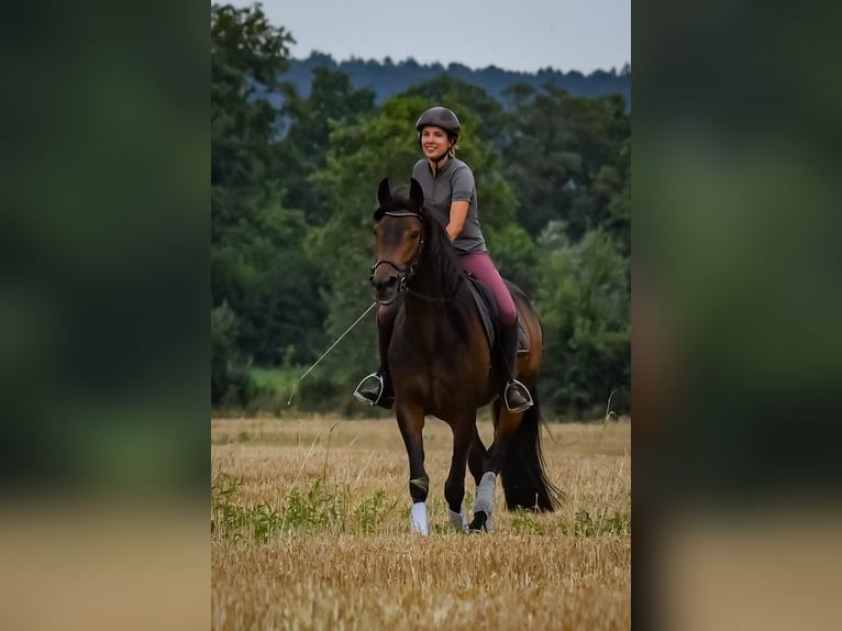 Andaluces Caballo castrado 6 años 165 cm Castaño oscuro in Hörstel