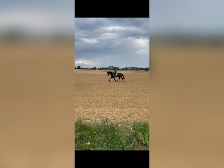 Andaluces Caballo castrado 6 años 165 cm Castaño oscuro in Dalheim