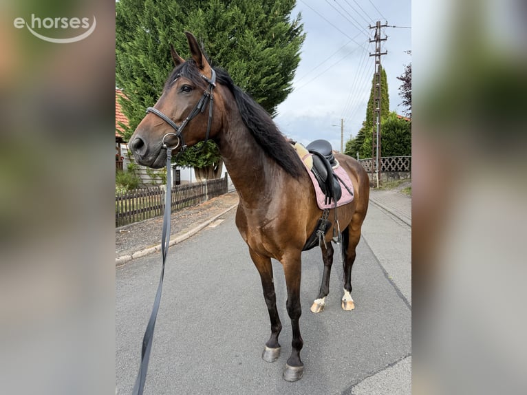 Andaluces Mestizo Caballo castrado 6 años 165 cm Castaño oscuro in Schweina