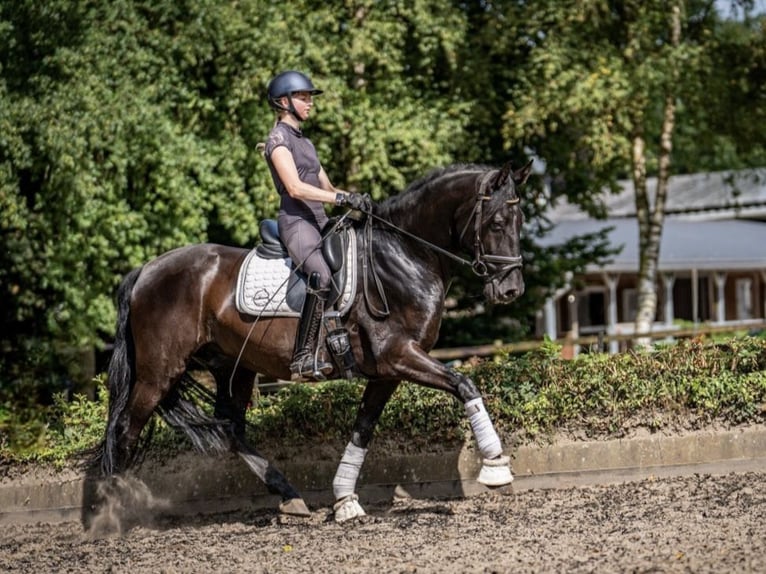 Andaluces Caballo castrado 6 años 165 cm Negro in Sottrum