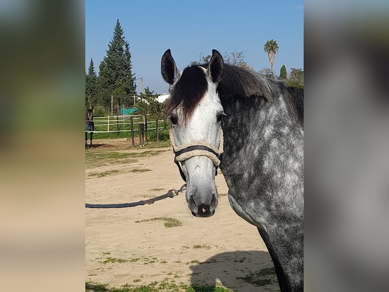 Andaluces Caballo castrado 6 años 165 cm Tordo in Huelva