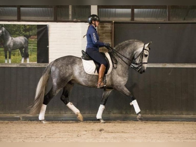 Andaluces Caballo castrado 6 años 167 cm Tordo in Ried