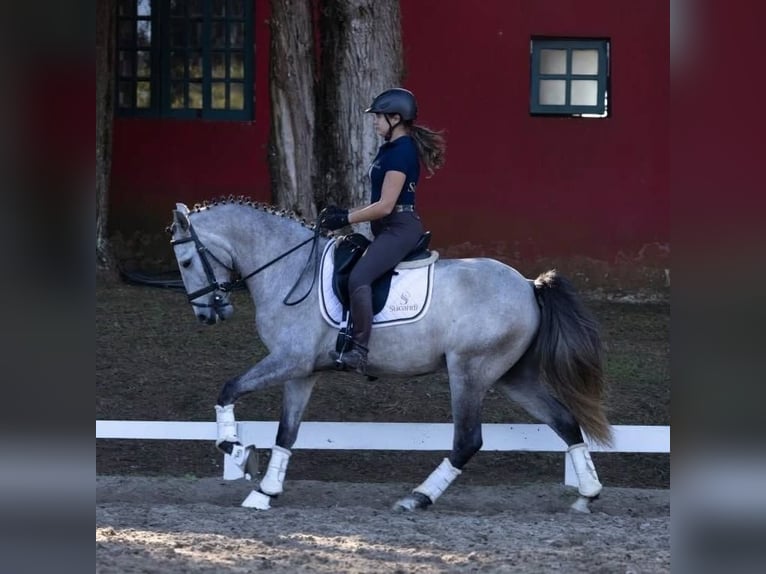 Andaluces Caballo castrado 6 años 167 cm Tordo in Ried