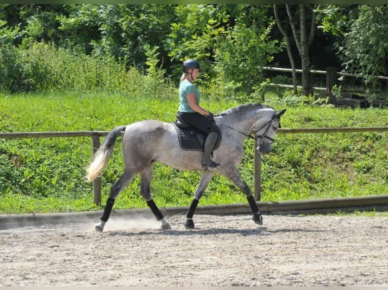 Andaluces Caballo castrado 6 años 167 cm Tordo rodado in Wellheim