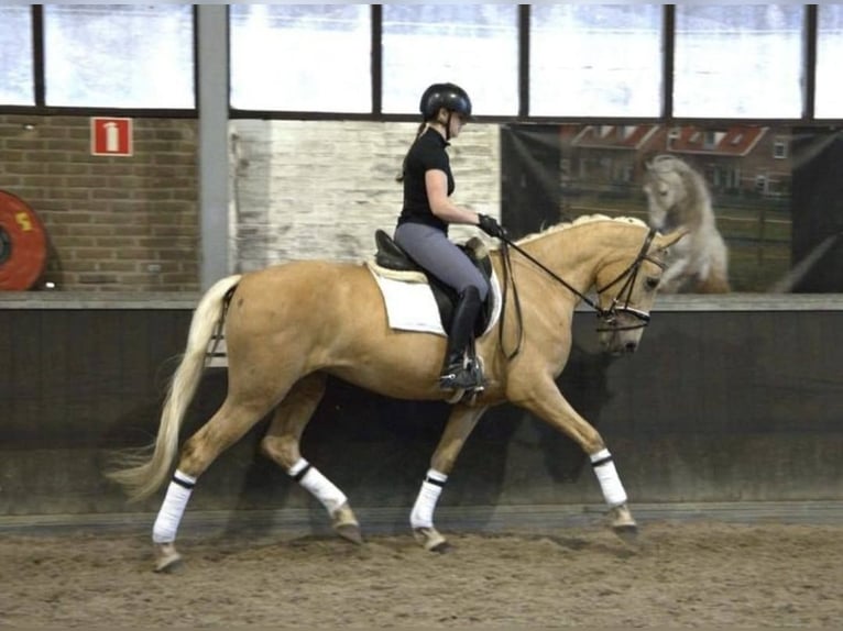 Andaluces Caballo castrado 6 años 168 cm Palomino in Bad Homburg vor der Höhe