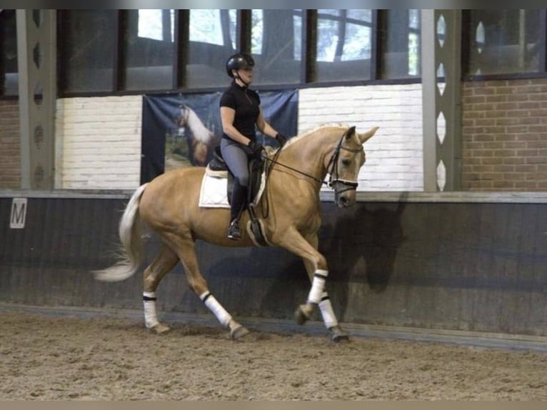 Andaluces Caballo castrado 6 años 168 cm Palomino in Bad Homburg vor der Höhe