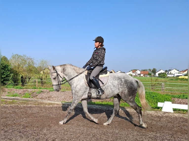 Andaluces Mestizo Caballo castrado 6 años 168 cm Tordo rodado in Karlshuld