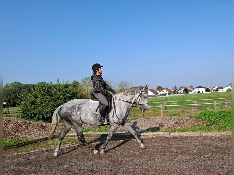 Andaluces Mestizo Caballo castrado 6 años 168 cm Tordo rodado in Karlshuld