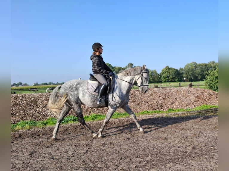 Andaluces Mestizo Caballo castrado 6 años 168 cm Tordo rodado in Karlshuld