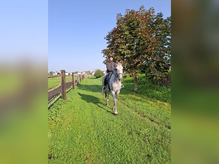 Andaluces Mestizo Caballo castrado 6 años 168 cm Tordo rodado in Karlshuld