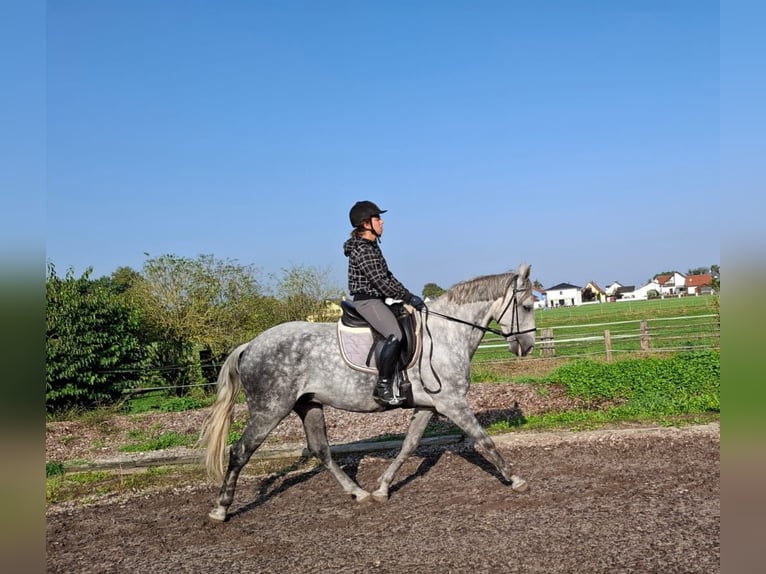 Andaluces Mestizo Caballo castrado 6 años 168 cm Tordo rodado in Karlshuld