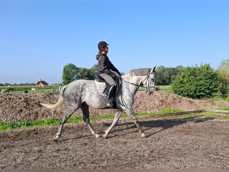 Andaluces Mestizo Caballo castrado 6 años 168 cm Tordo rodado in Karlshuld