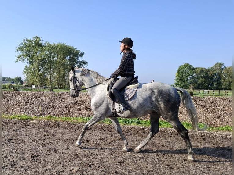 Andaluces Mestizo Caballo castrado 6 años 168 cm Tordo rodado in Karlshuld