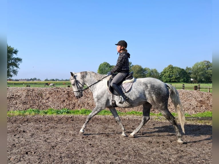 Andaluces Mestizo Caballo castrado 6 años 168 cm Tordo rodado in Karlshuld