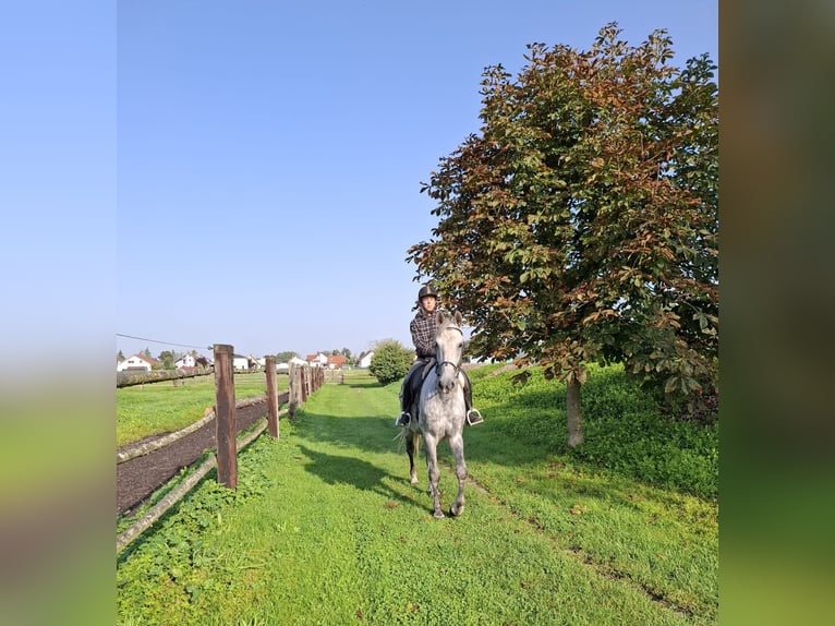 Andaluces Mestizo Caballo castrado 6 años 168 cm Tordo rodado in Karlshuld