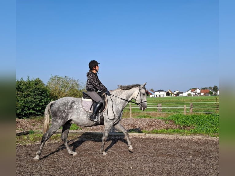 Andaluces Mestizo Caballo castrado 6 años 168 cm Tordo rodado in Karlshuld