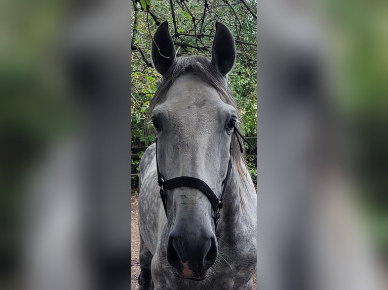 Andaluces Mestizo Caballo castrado 6 años 168 cm Tordo rodado in Karlshuld