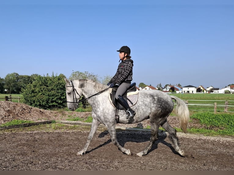 Andaluces Mestizo Caballo castrado 6 años 168 cm Tordo rodado in Karlshuld