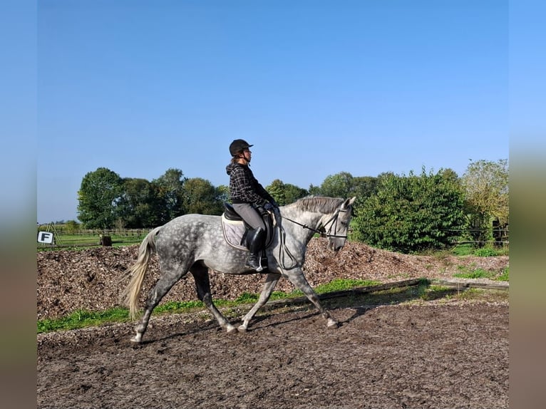 Andaluces Mestizo Caballo castrado 6 años 168 cm Tordo rodado in Karlshuld