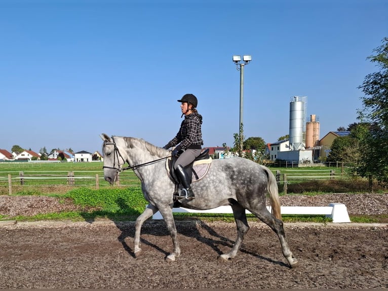 Andaluces Mestizo Caballo castrado 6 años 168 cm Tordo rodado in Karlshuld