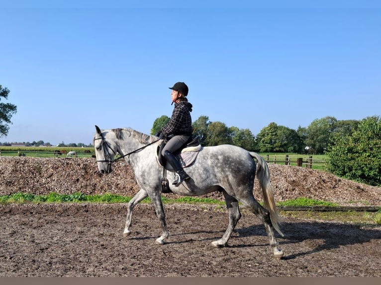 Andaluces Mestizo Caballo castrado 6 años 168 cm Tordo rodado in Karlshuld