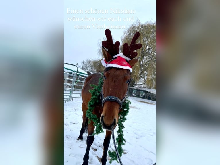 Andaluces Caballo castrado 6 años 170 cm Castaño in Heidesheim am Rhein