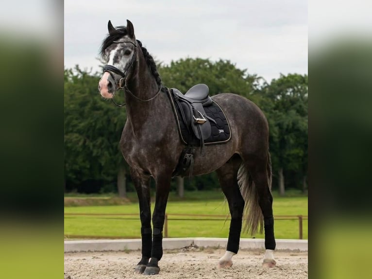 Andaluces Caballo castrado 6 años 170 cm Tordo rodado in Alterkülz