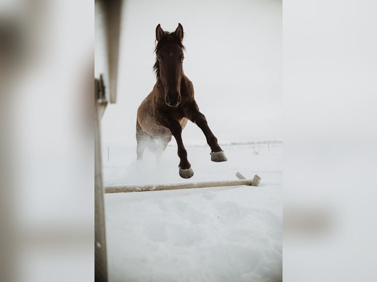 Andaluces Mestizo Caballo castrado 6 años 177 cm Castaño rojizo in Pribram
