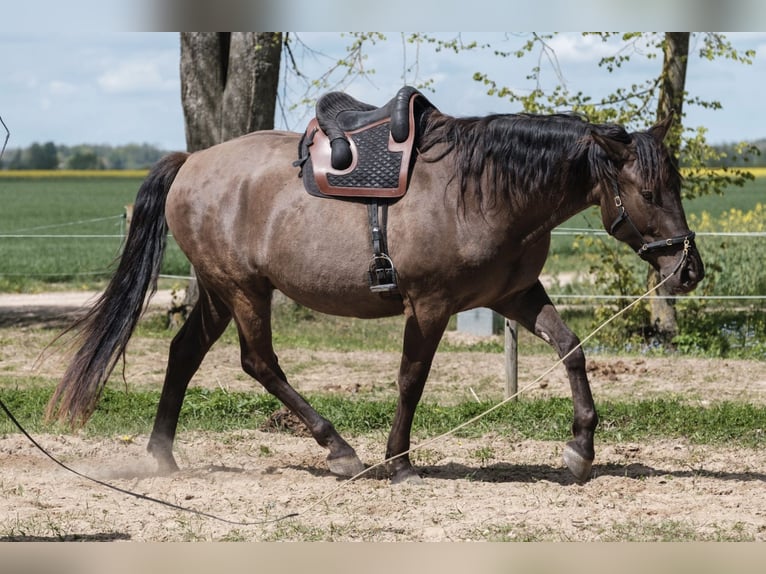 Andaluces Mestizo Caballo castrado 6 años 177 cm Castaño rojizo in Svitene