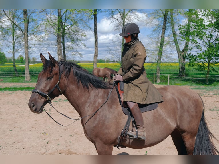 Andaluces Mestizo Caballo castrado 6 años 177 cm Castaño rojizo in Svitene