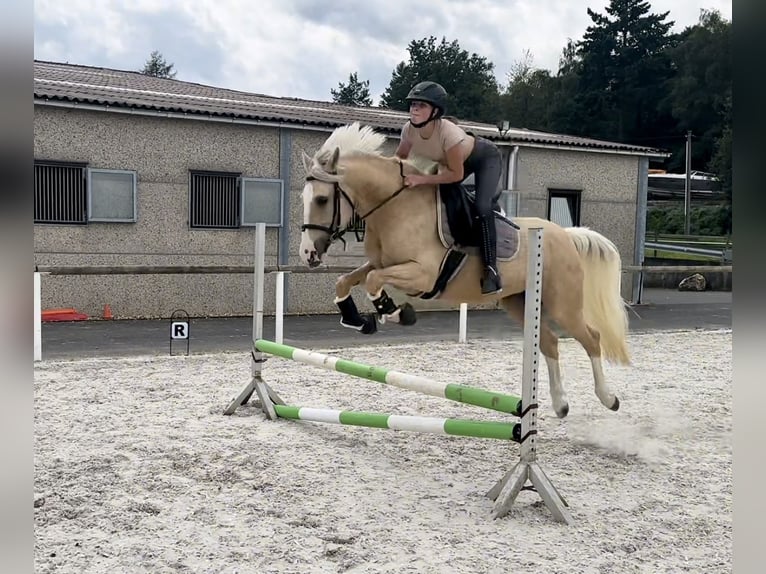 Andaluces Caballo castrado 6 años in Neustadt (Wied)