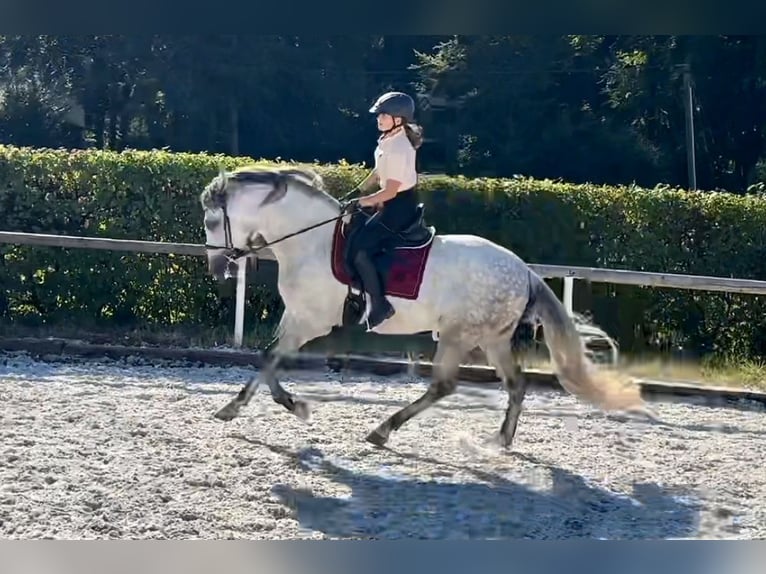 Andaluces Caballo castrado 6 años in Neustadt (Wied)