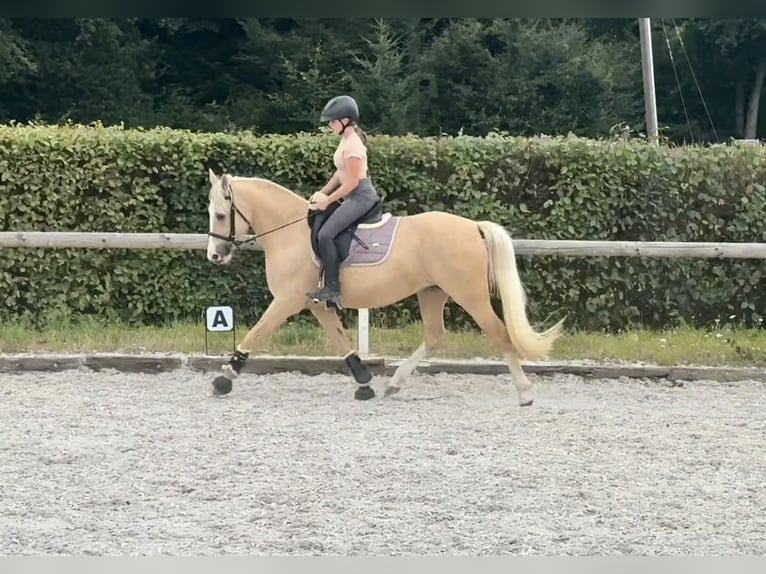 Andaluces Caballo castrado 6 años in Neustadt (Wied)