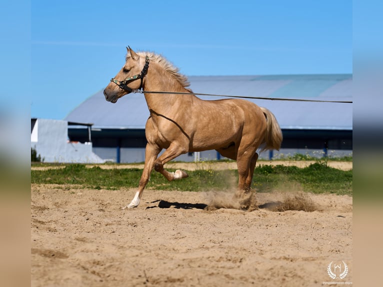 Andaluces Mestizo Caballo castrado 6 años  in Navalperal De Pinares