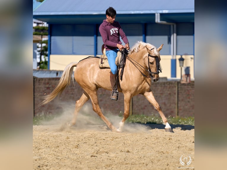 Andaluces Mestizo Caballo castrado 6 años  in Navalperal De Pinares