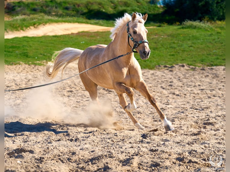 Andaluces Mestizo Caballo castrado 6 años  in Navalperal De Pinares