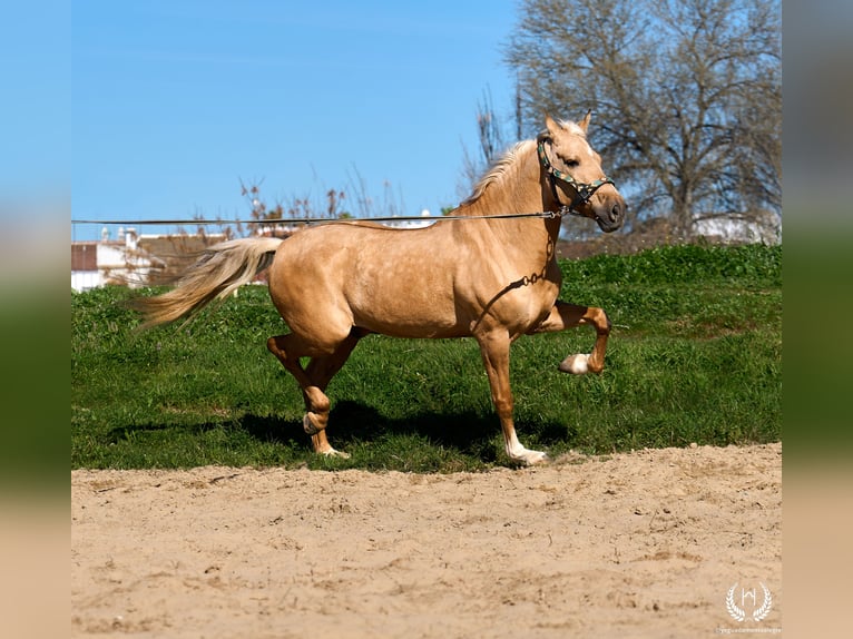 Andaluces Mestizo Caballo castrado 6 años  in Navalperal De Pinares