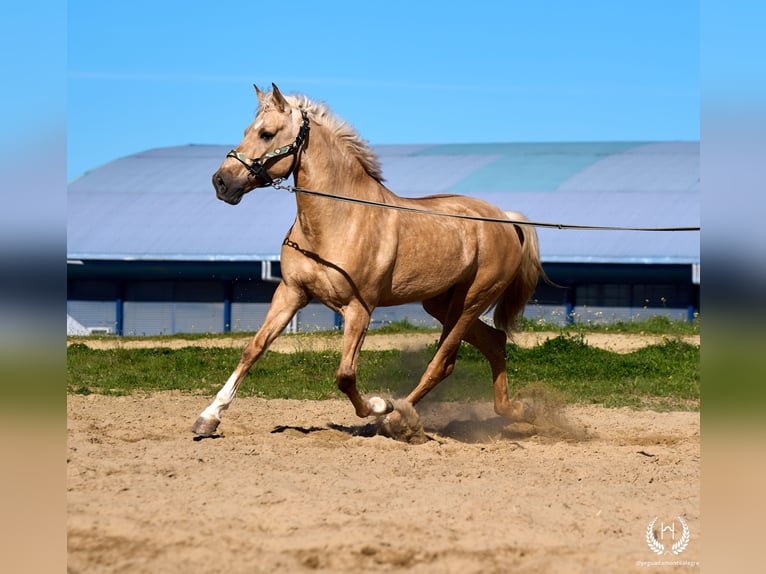 Andaluces Mestizo Caballo castrado 6 años  in Navalperal De Pinares