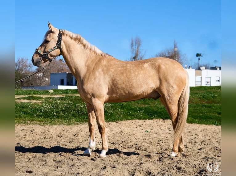 Andaluces Mestizo Caballo castrado 6 años  in Navalperal De Pinares