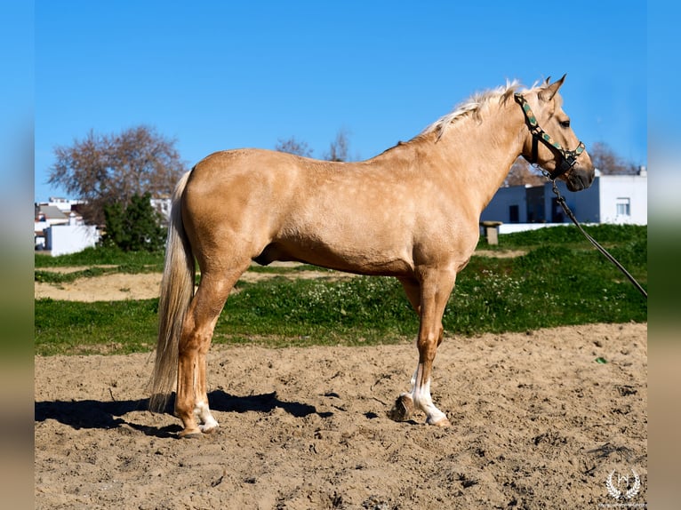 Andaluces Mestizo Caballo castrado 6 años  in Navalperal De Pinares