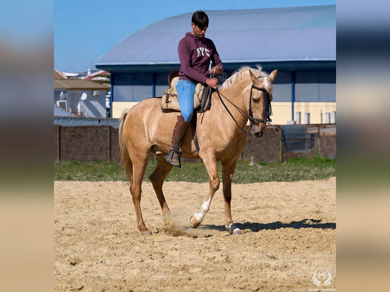 Andaluces Mestizo Caballo castrado 6 años  in Navalperal De Pinares