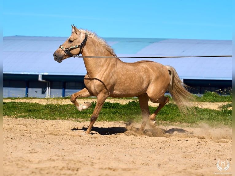 Andaluces Mestizo Caballo castrado 6 años  in Navalperal De Pinares