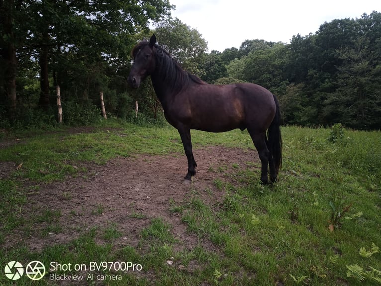 Andaluces Caballo castrado 6 años Negro in Oviedo