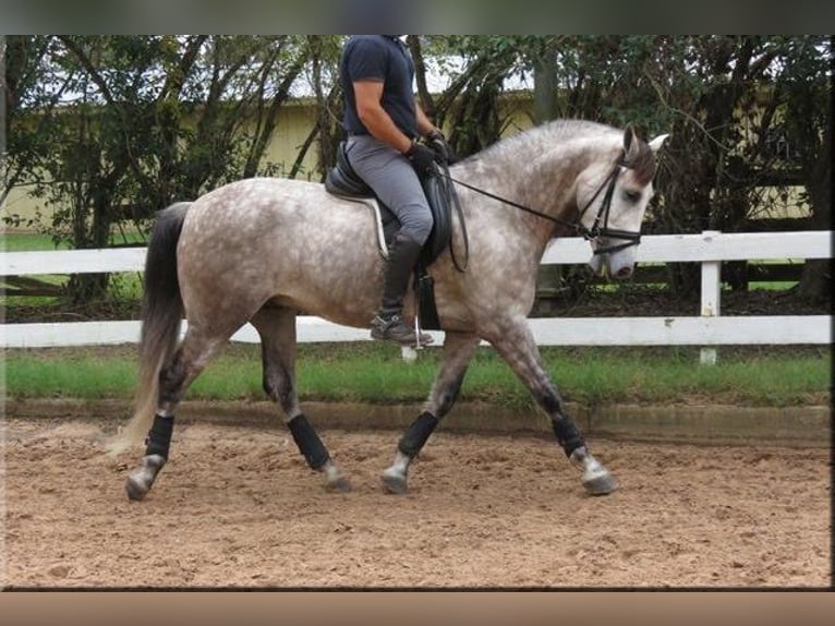 Andaluces Caballo castrado 6 años Tordo in Willich