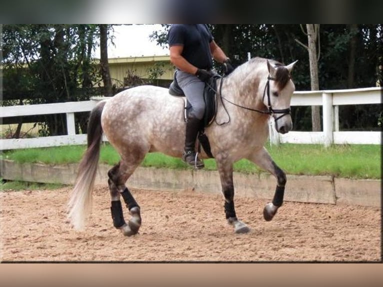 Andaluces Caballo castrado 6 años Tordo in Willich