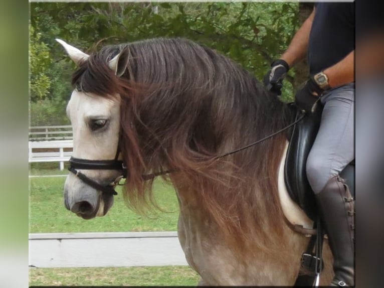 Andaluces Caballo castrado 6 años Tordo in Willich