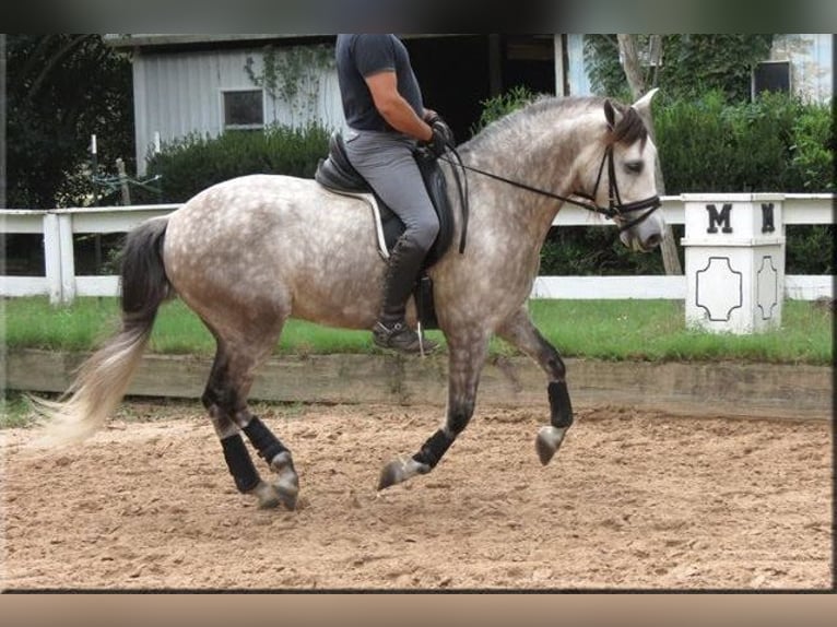 Andaluces Caballo castrado 6 años Tordo in Willich