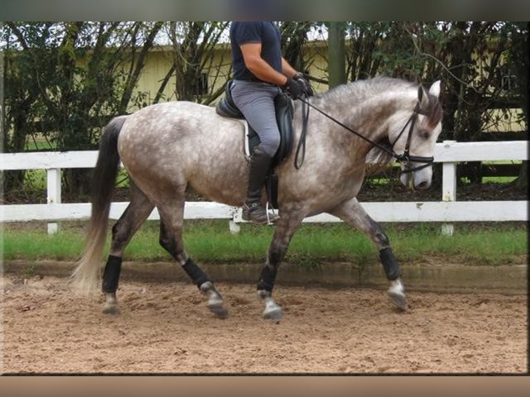 Andaluces Caballo castrado 6 años Tordo in Willich