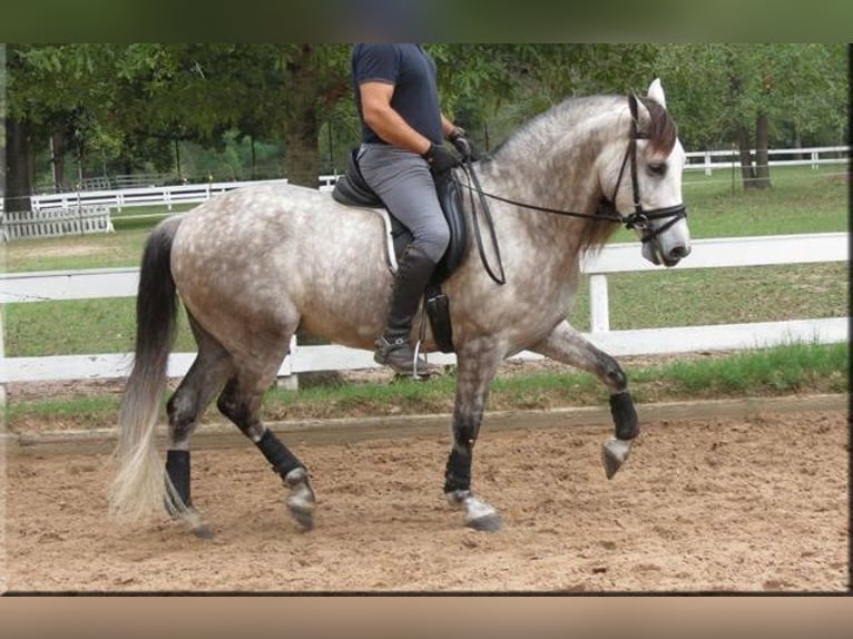 Andaluces Caballo castrado 6 años Tordo in Willich